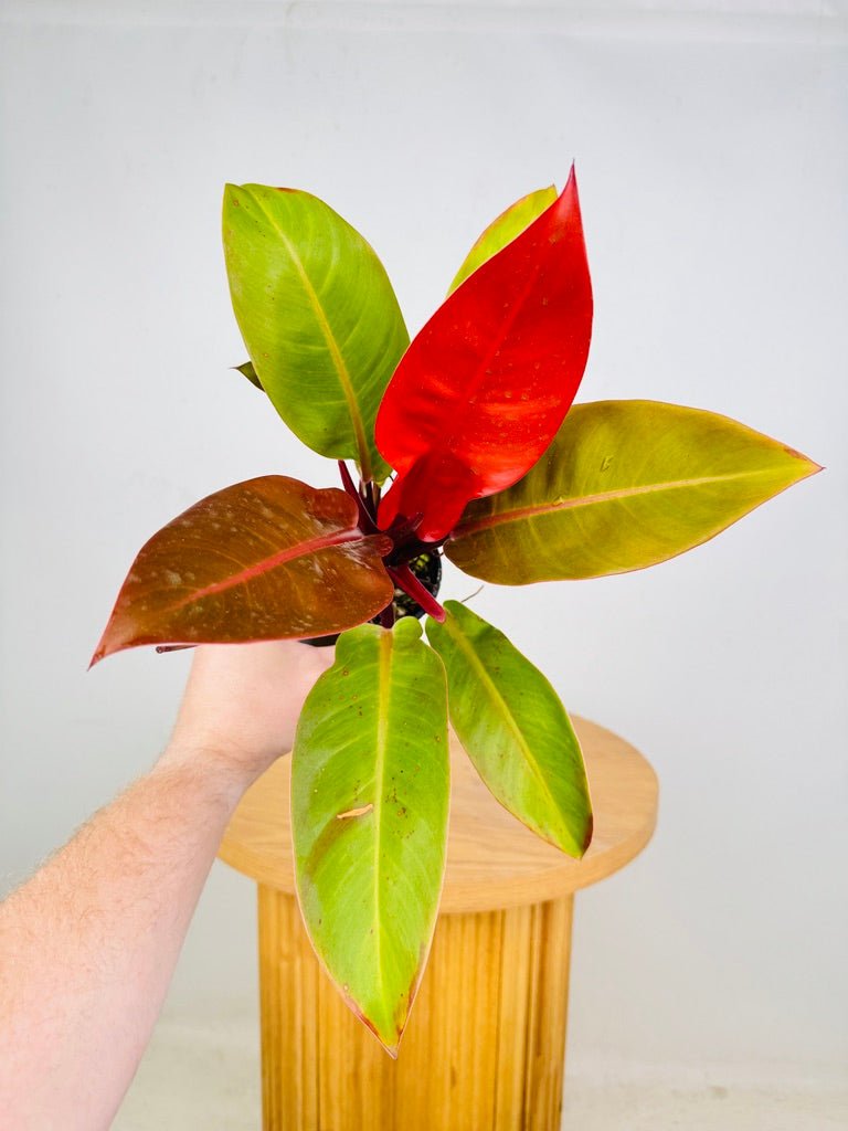 Philodendron Erubescens - Prince of Orange | Uprooted