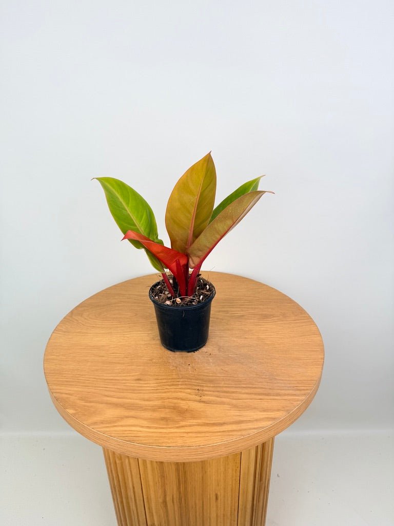 Philodendron Erubescens - Prince of Orange | Uprooted