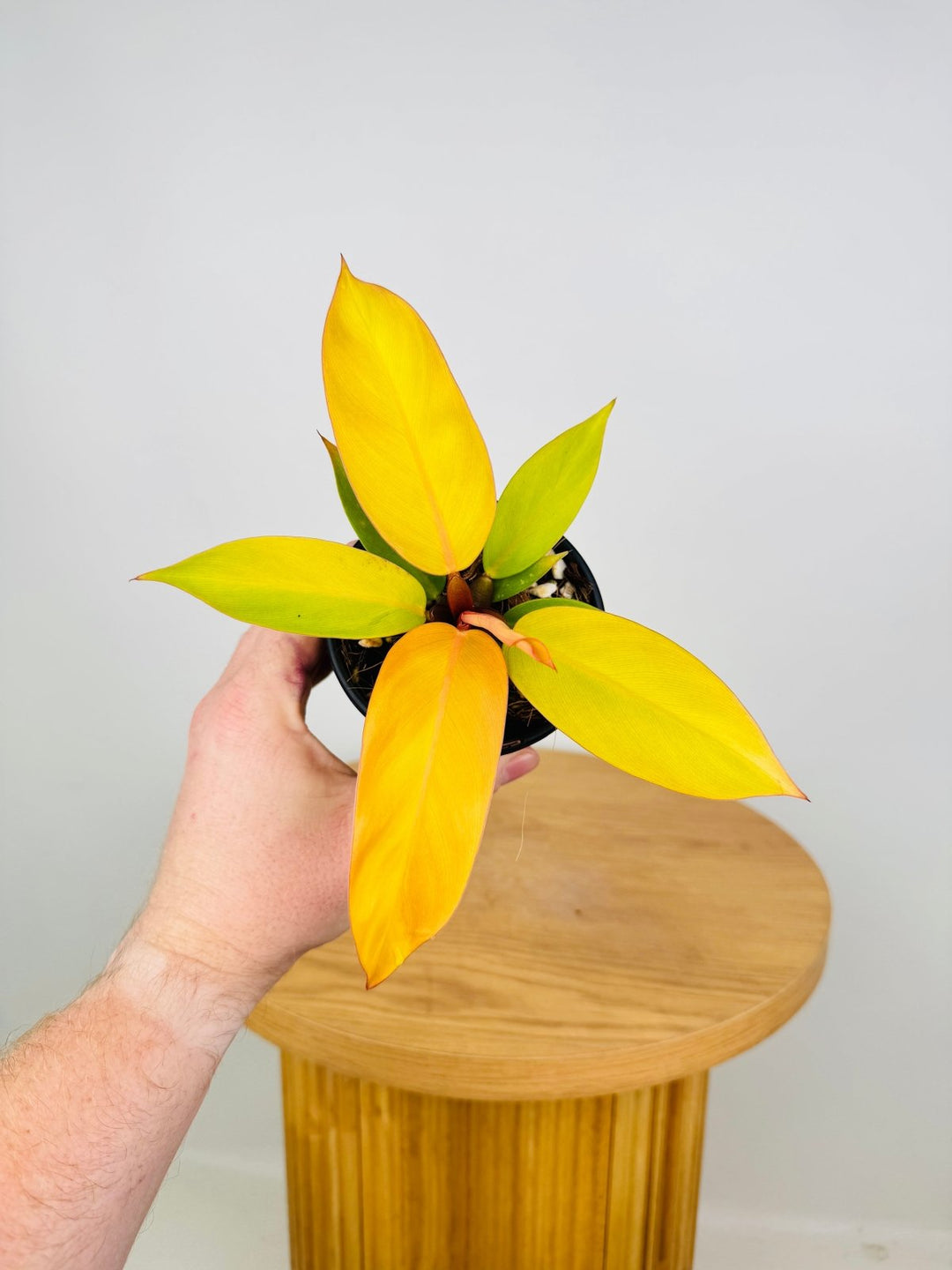 philodendron erubescens prince of orange Philodendron Erubescens - Prince of Orange | Uprooted