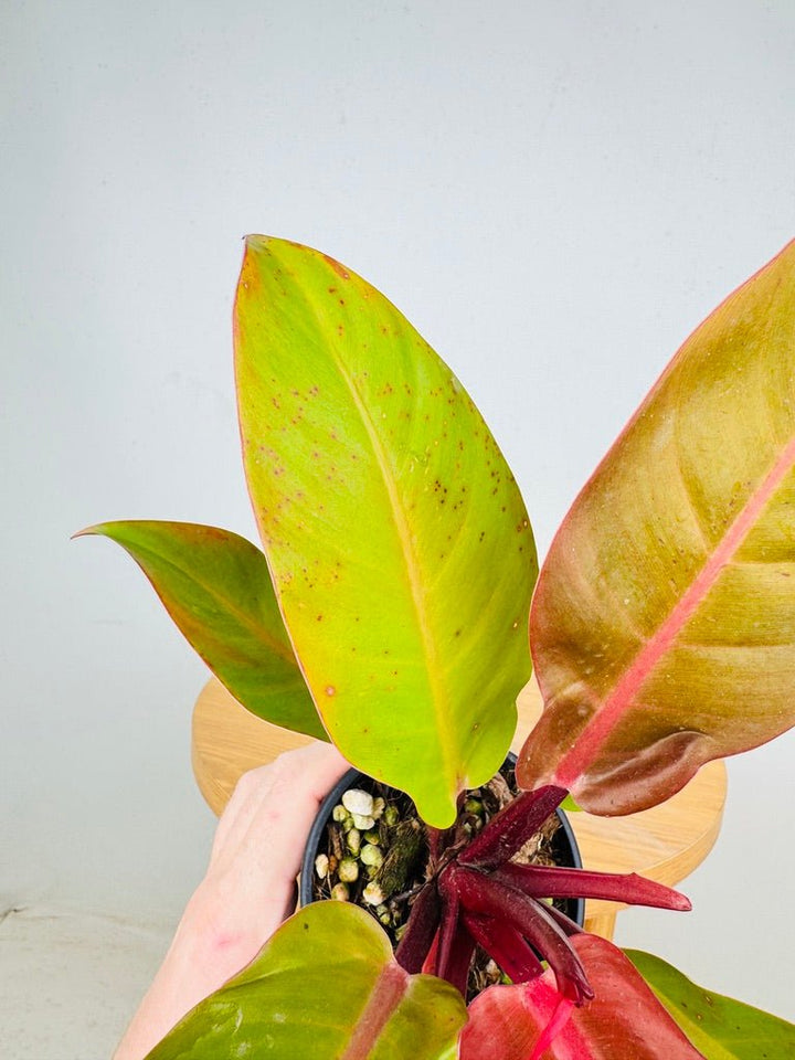 Philodendron Erubescens - Prince of Orange | Uprooted