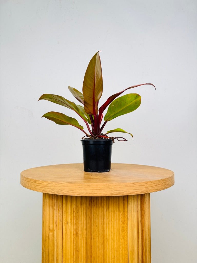 Philodendron Erubescens - Prince of Orange | Uprooted