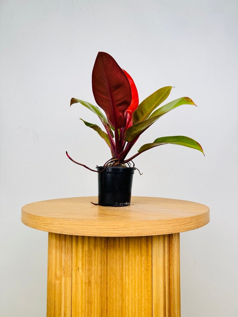 Philodendron Erubescens - Prince of Orange | Uprooted