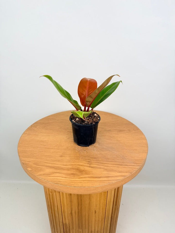 Philodendron Erubescens - Prince of Orange | Uprooted