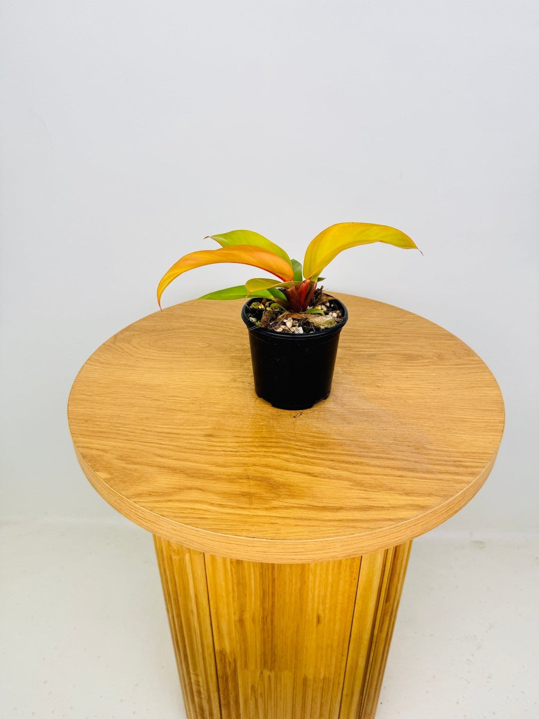 floral nectaries philodendron Philodendron Erubescens - Prince of Orange | Uprooted
