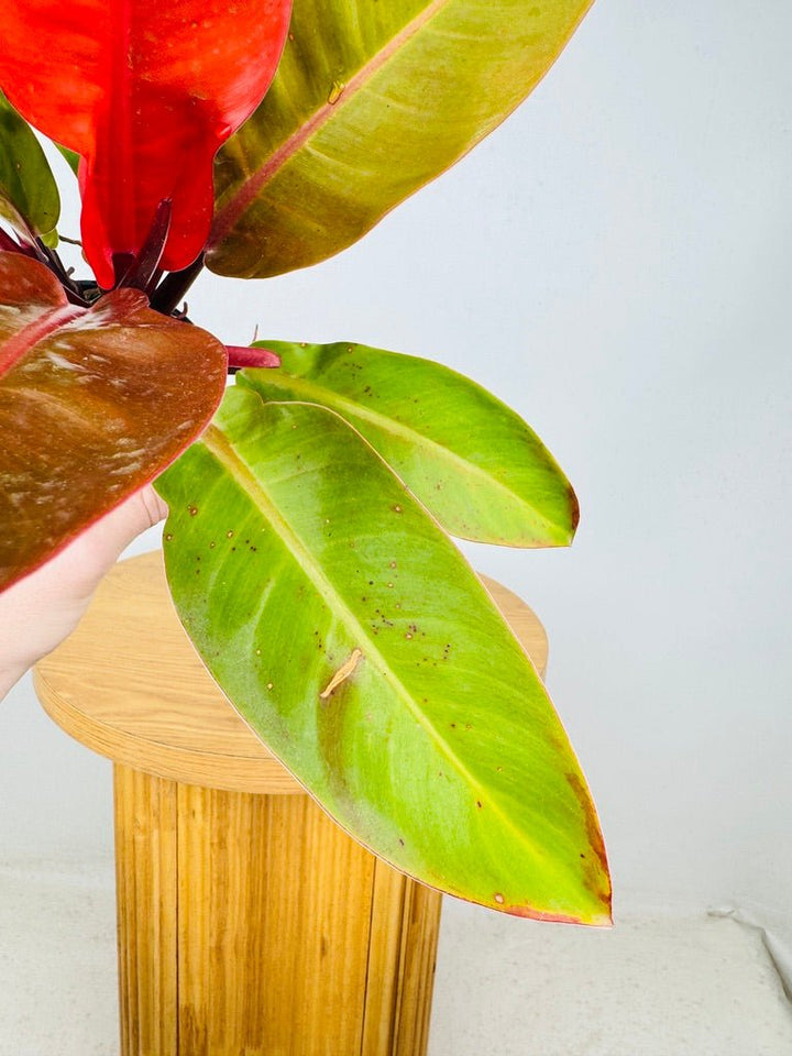 Philodendron Erubescens - Prince of Orange | Uprooted