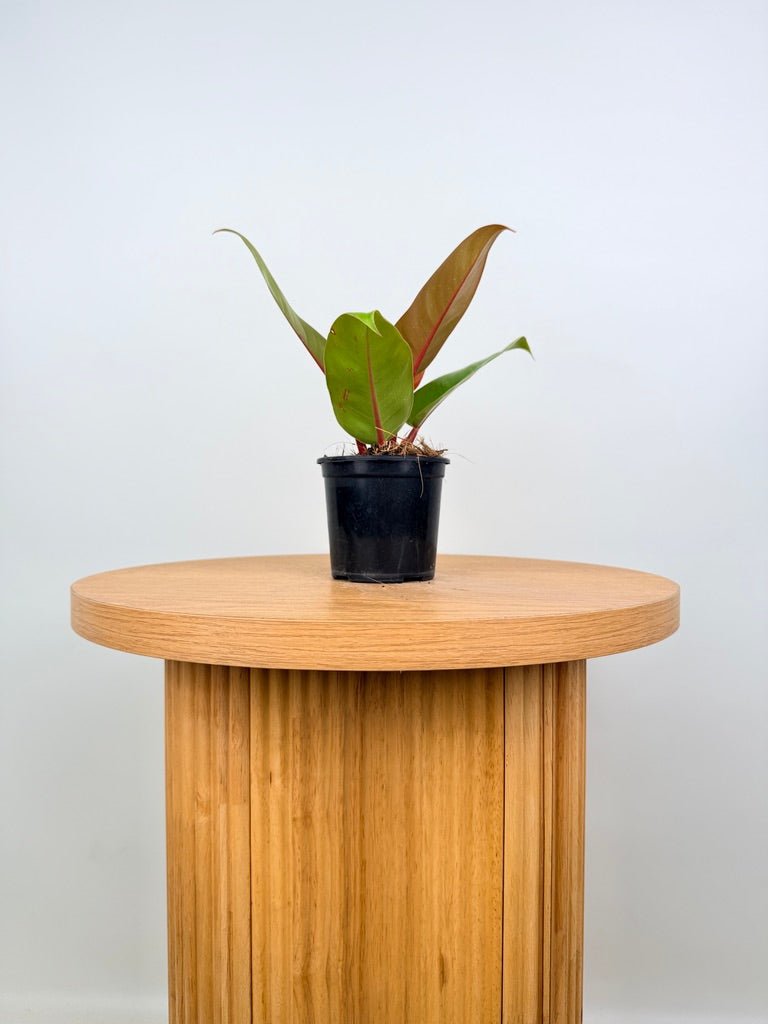 Philodendron Erubescens - Prince of Orange | Uprooted