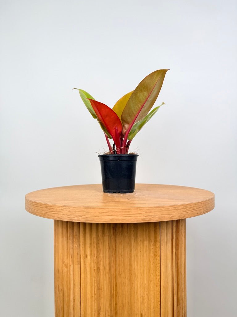 Philodendron Erubescens - Prince of Orange | Uprooted