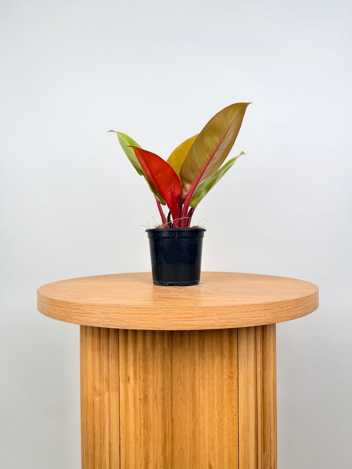 Philodendron Erubescens - Prince of Orange | Uprooted