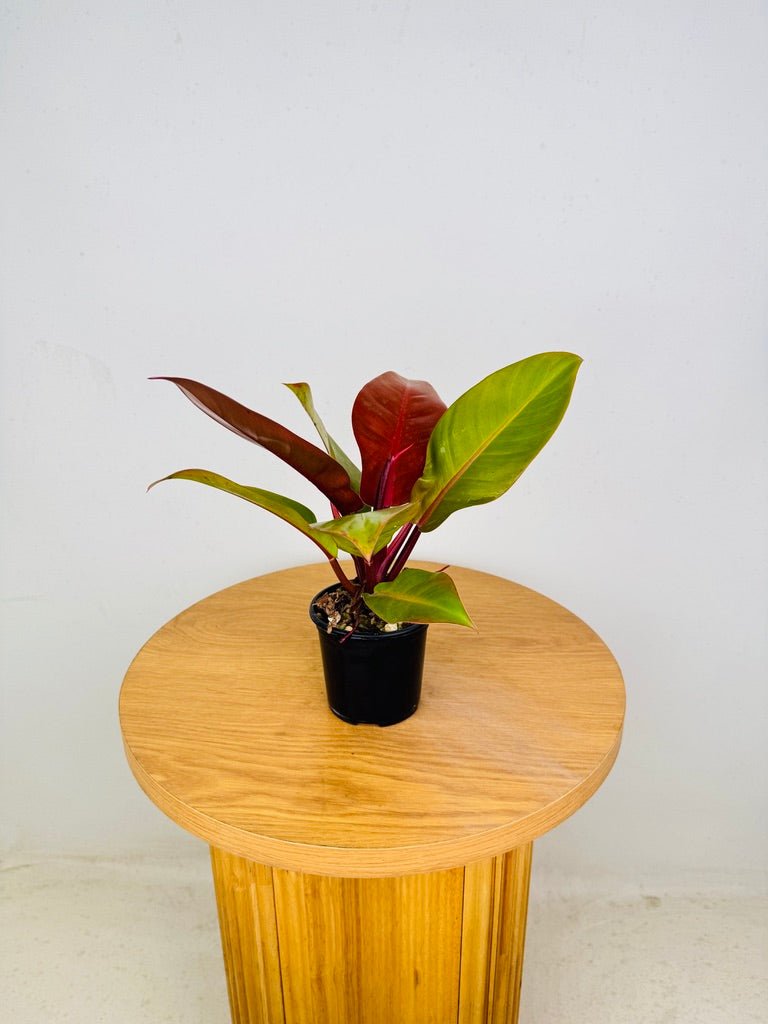 anthurium prince of orange Philodendron Erubescens - Prince of Orange | Uprooted