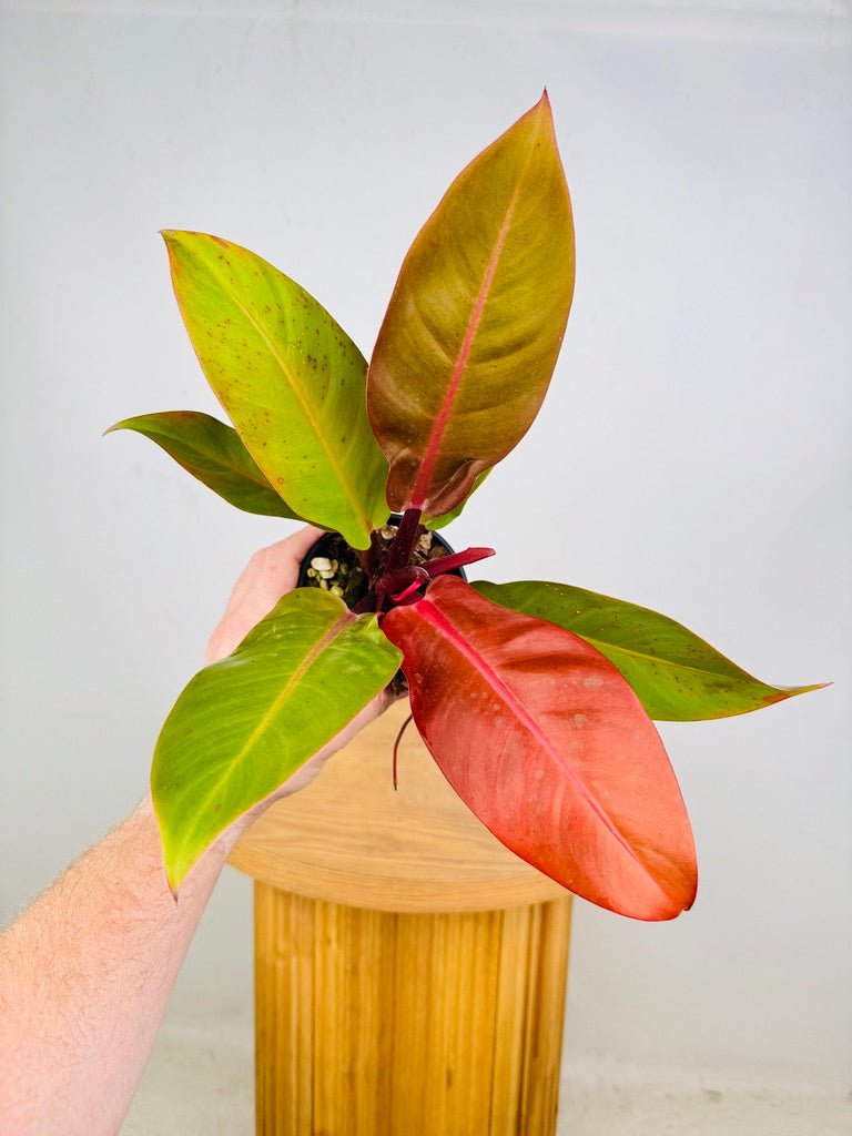 Philodendron Erubescens - Prince of Orange | Uprooted