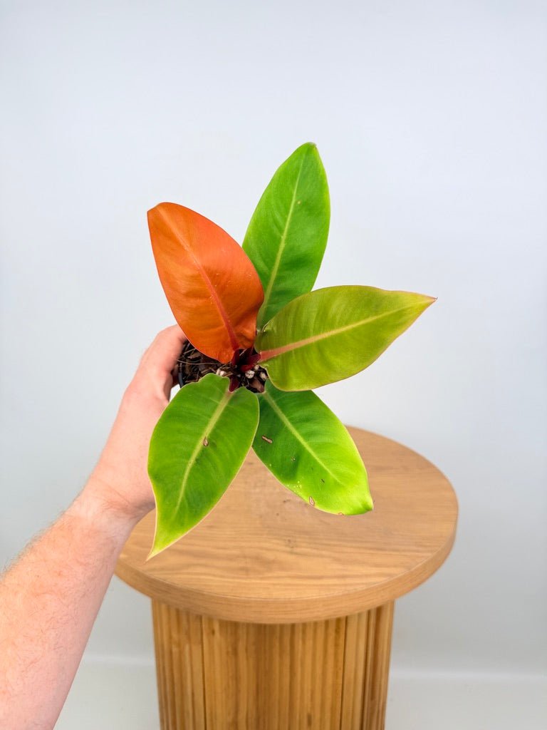 Philodendron Erubescens - Prince of Orange | Uprooted