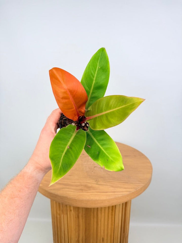 Philodendron Erubescens - Prince of Orange | Uprooted