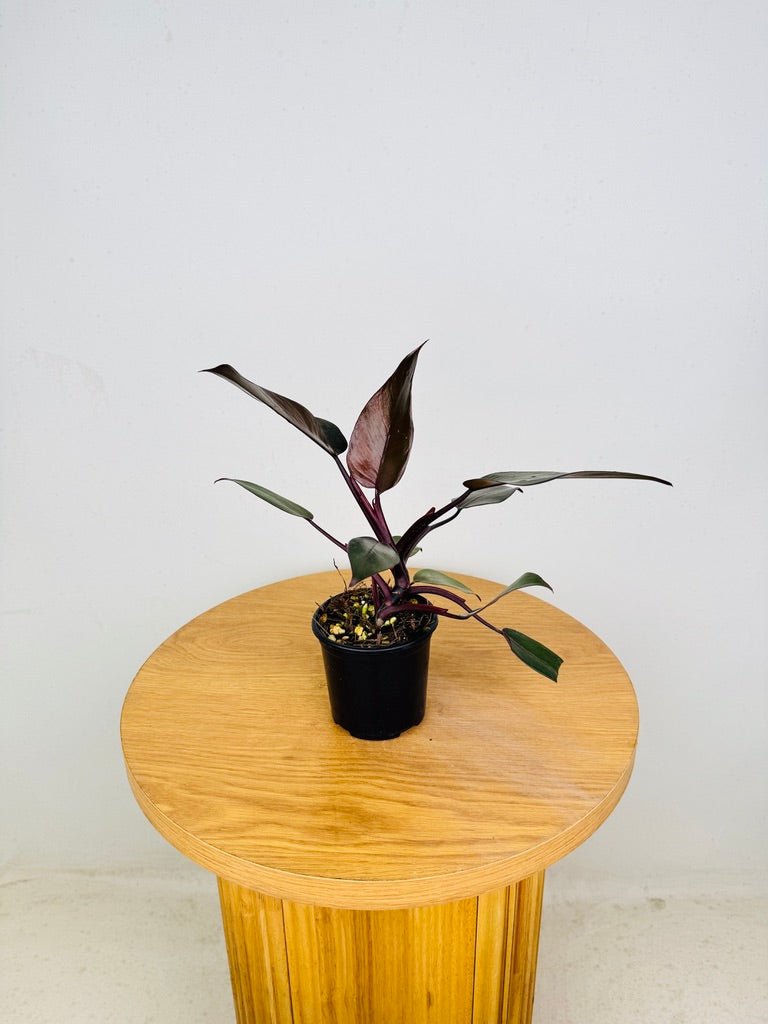 Philodendron Erubescens - Royal Queen | Uprooted