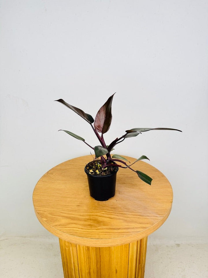 Philodendron Erubescens - Royal Queen | Uprooted