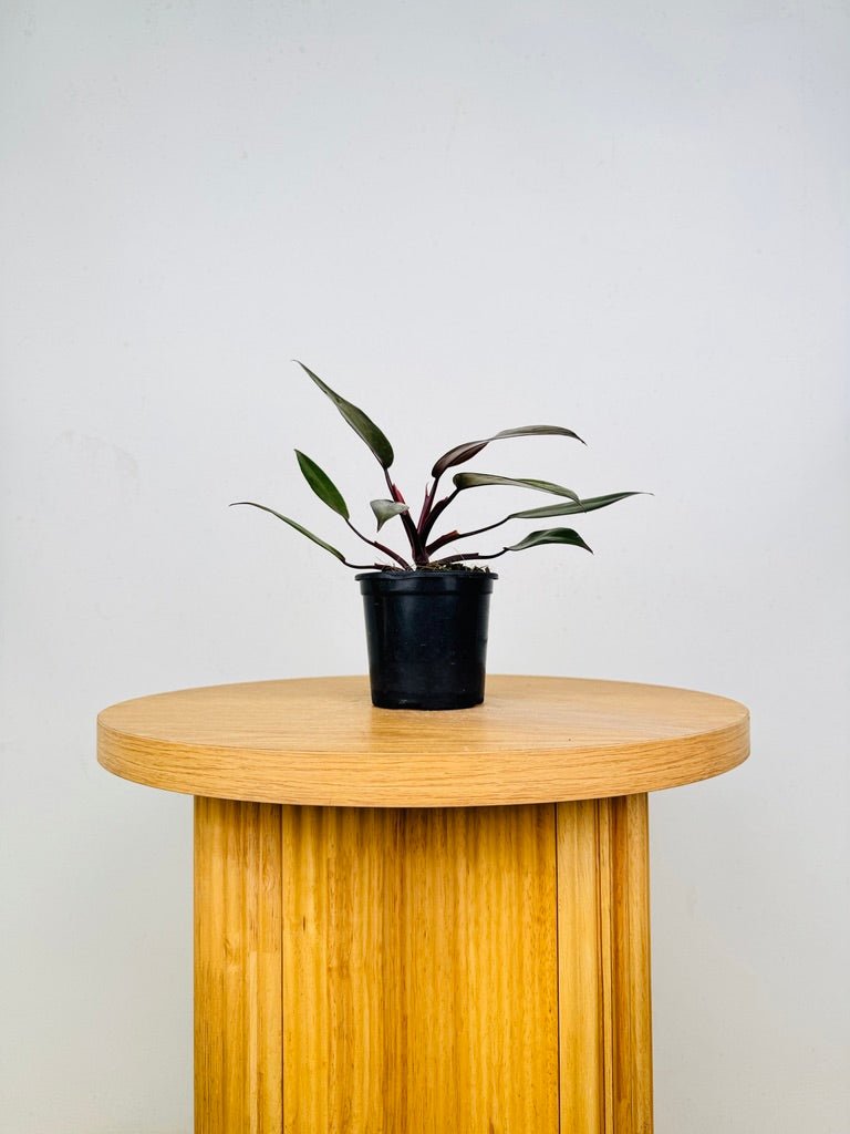 Philodendron Erubescens - Royal Queen | Uprooted
