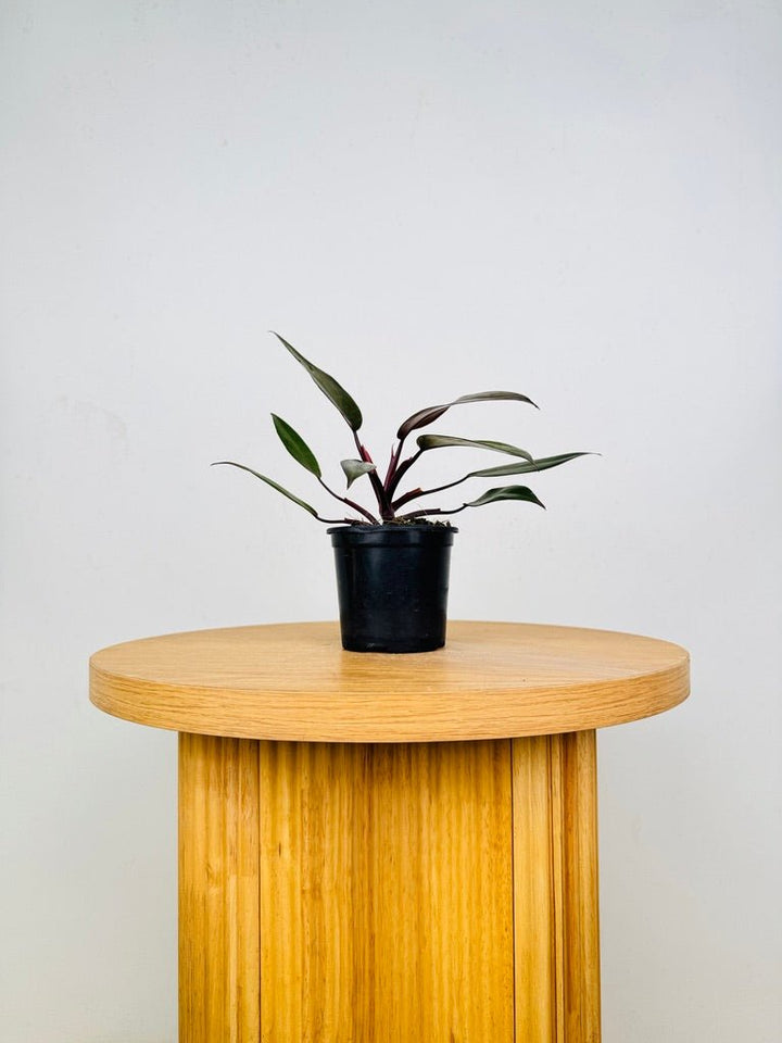 Philodendron Erubescens - Royal Queen | Uprooted