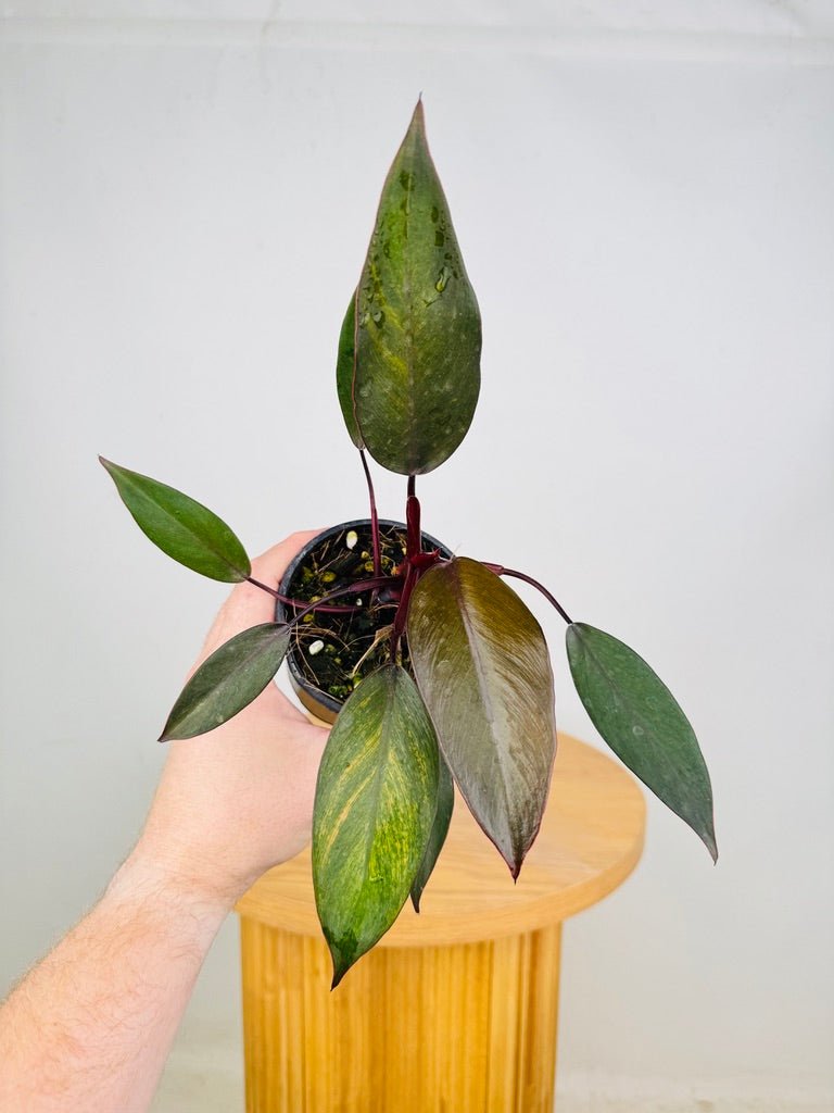 Philodendron Erubescens - Royal Queen | Uprooted