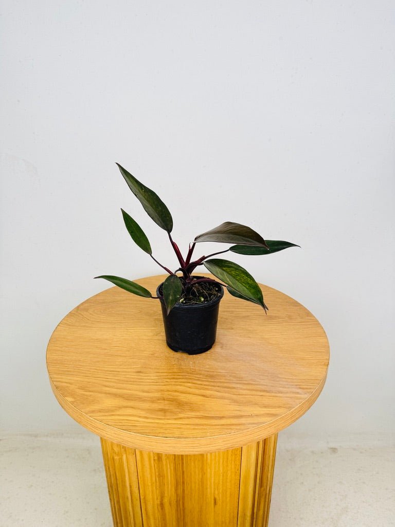Philodendron Erubescens - Royal Queen | Uprooted