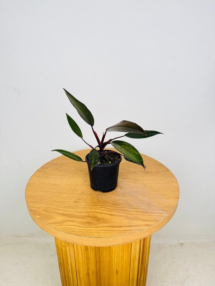 Philodendron Erubescens - Royal Queen | Uprooted