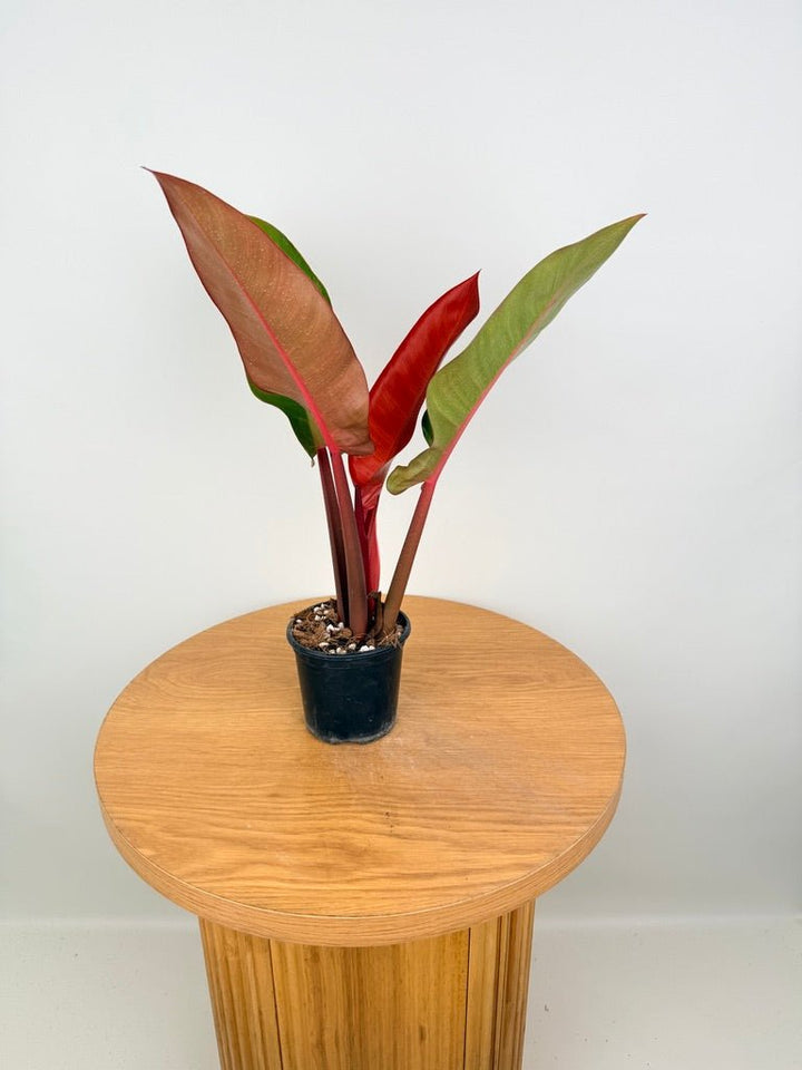 Philodendron Erubescens - Sun Red | Uprooted