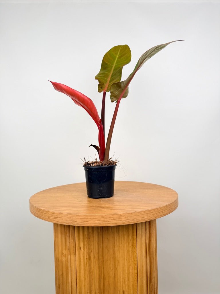 Philodendron Erubescens - Sun Red | Uprooted