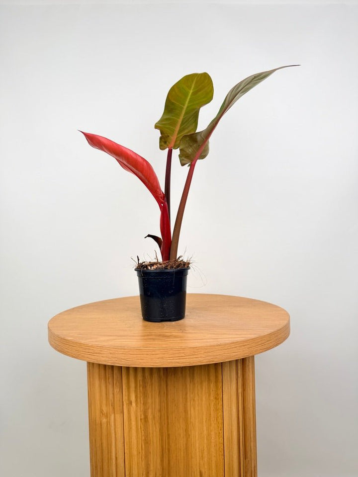 Philodendron Erubescens - Sun Red | Uprooted