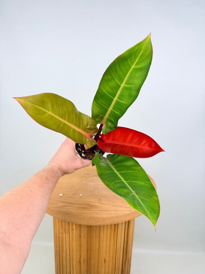 Philodendron Erubescens - Sun Red | Uprooted