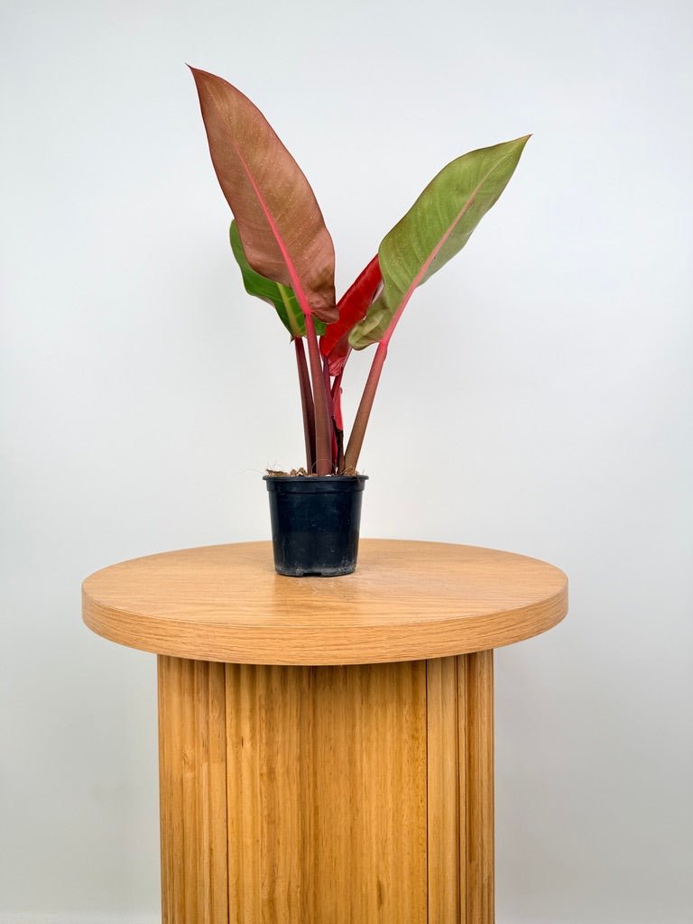 Philodendron Erubescens - Sun Red | Uprooted