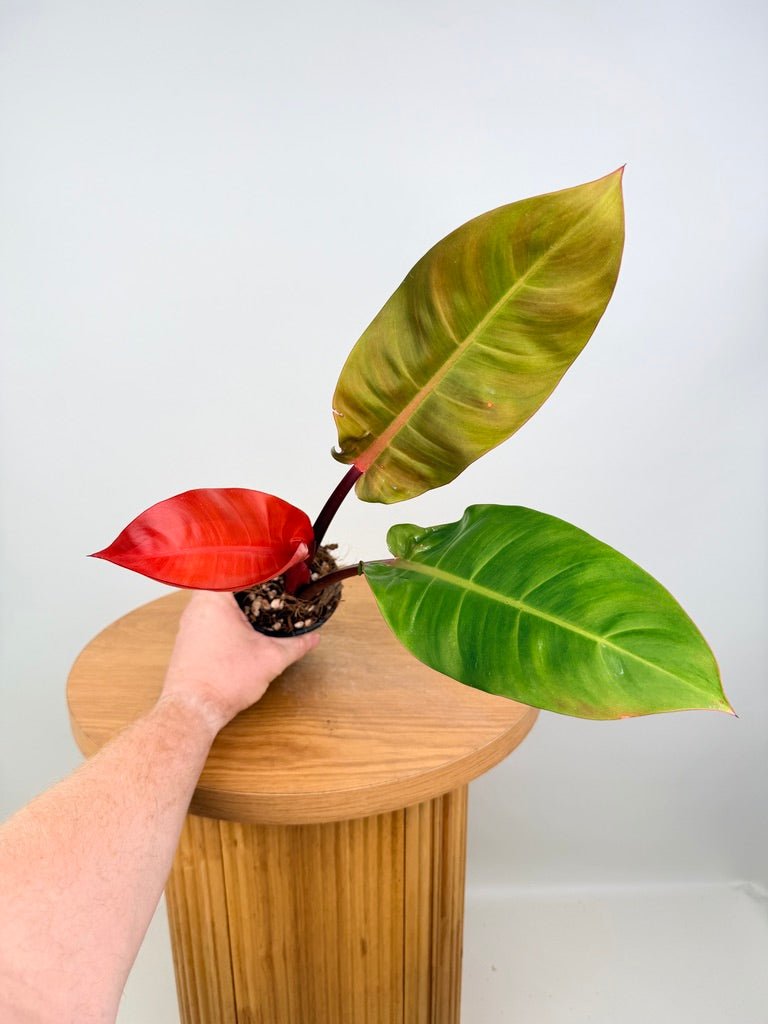 Philodendron Erubescens - Sun Red | Uprooted