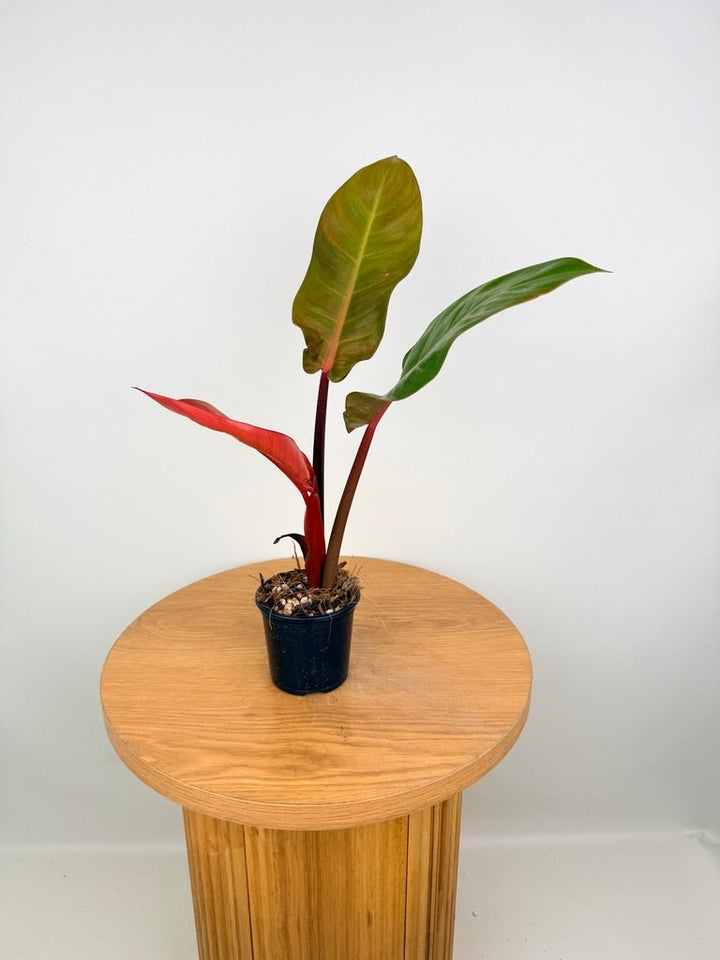 Philodendron Erubescens - Sun Red | Uprooted