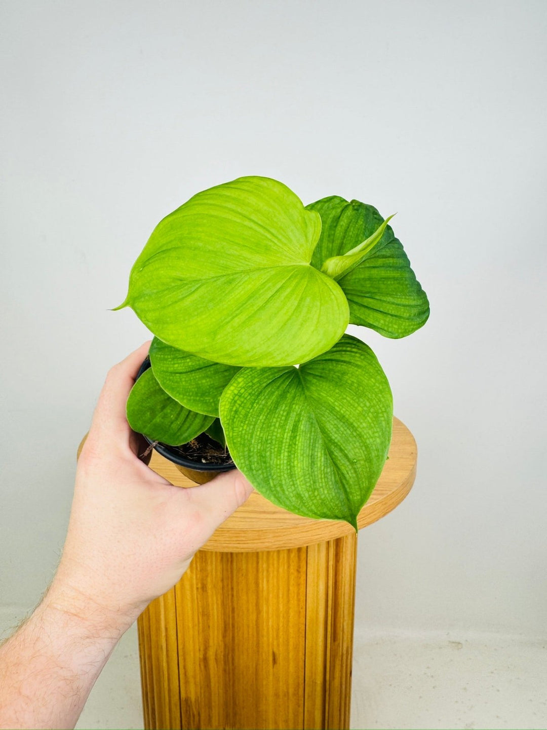 philodendron for sale australia Philodendron Fibraecataphyllum | Uprooted