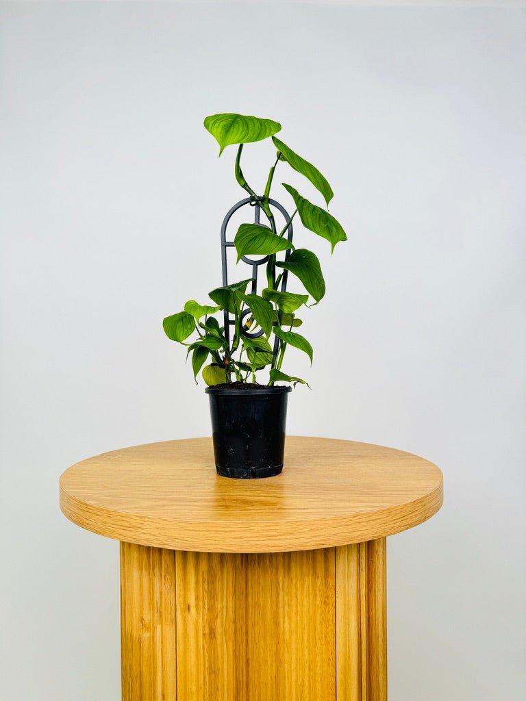 philodendron fibraecataphyllum care Philodendron Fibraecataphyllum | Uprooted
