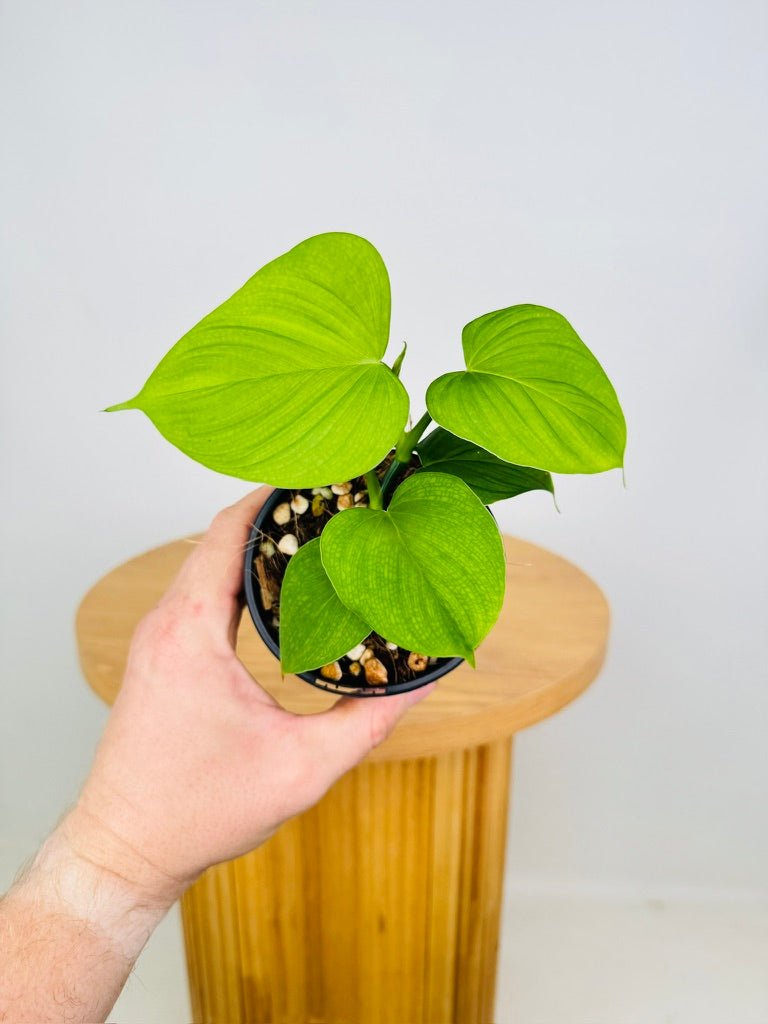 fibraecataphyllum philodendron Philodendron Fibraecataphyllum | Uprooted