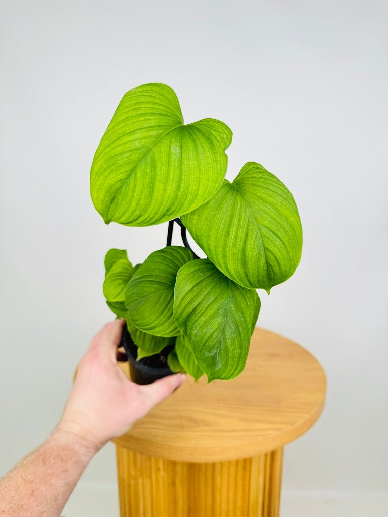 philodendron peru fibraecataphyllum Philodendron Fibraecataphyllum | Uprooted