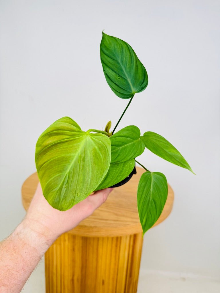 philodendron fuzzy petiole care Philodendron Fuzzy Petiole | Uprooted