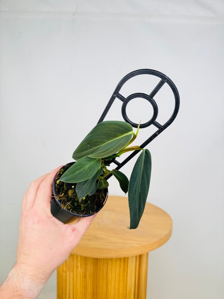 philodendron gigas australia Philodendron Gigas | Uprooted