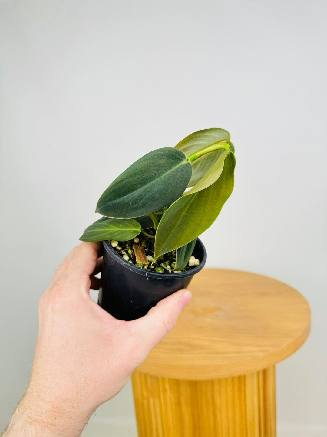 philodendron giga Philodendron Gigas | Uprooted
