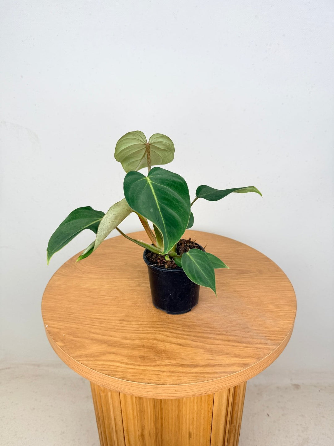 Philodendron Gloriosum - Dark Form | Uprooted