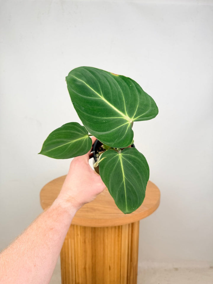 Philodendron Gloriosum - Dark Form | Uprooted