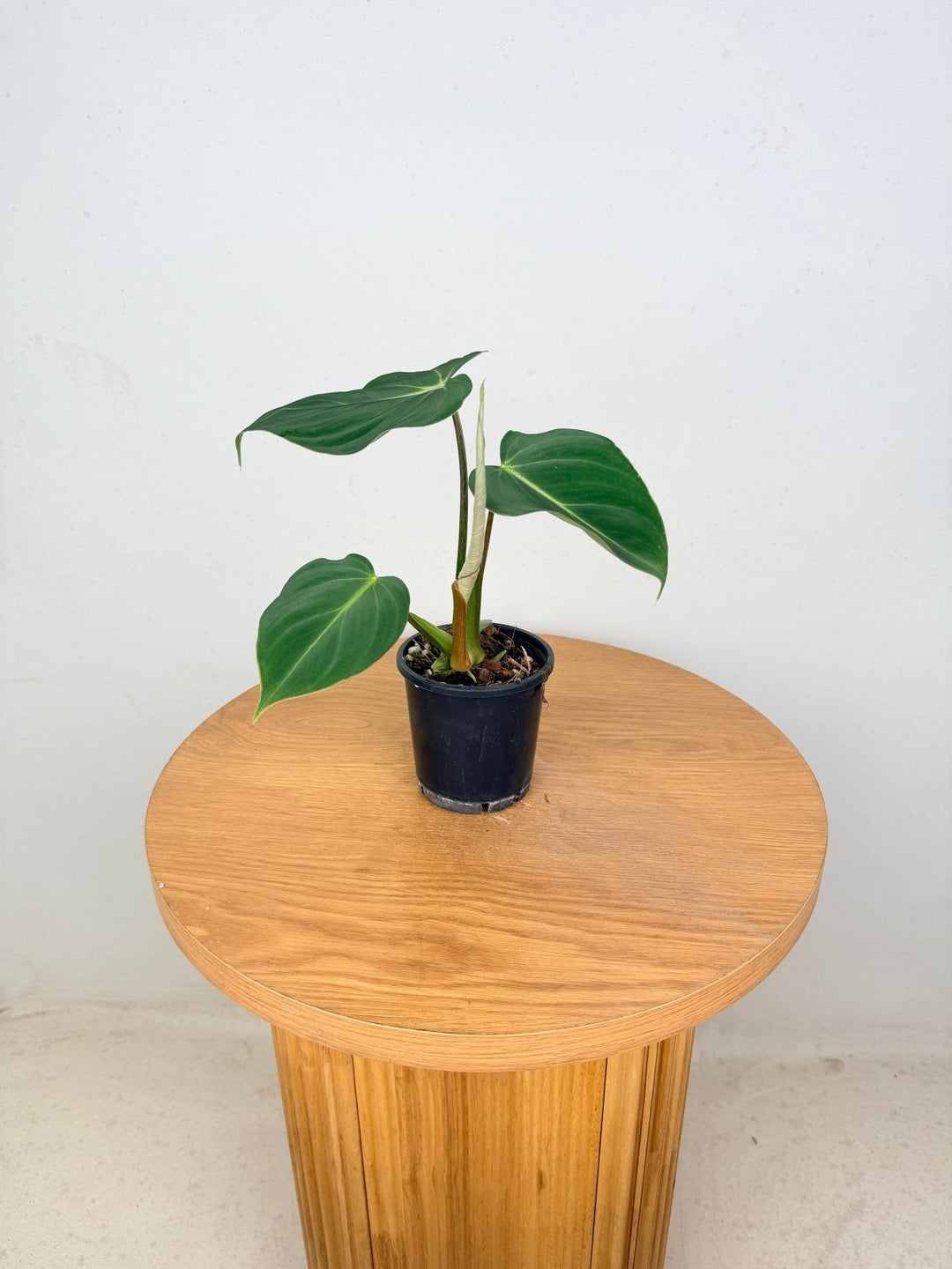 Philodendron Gloriosum - Dark Form | Uprooted