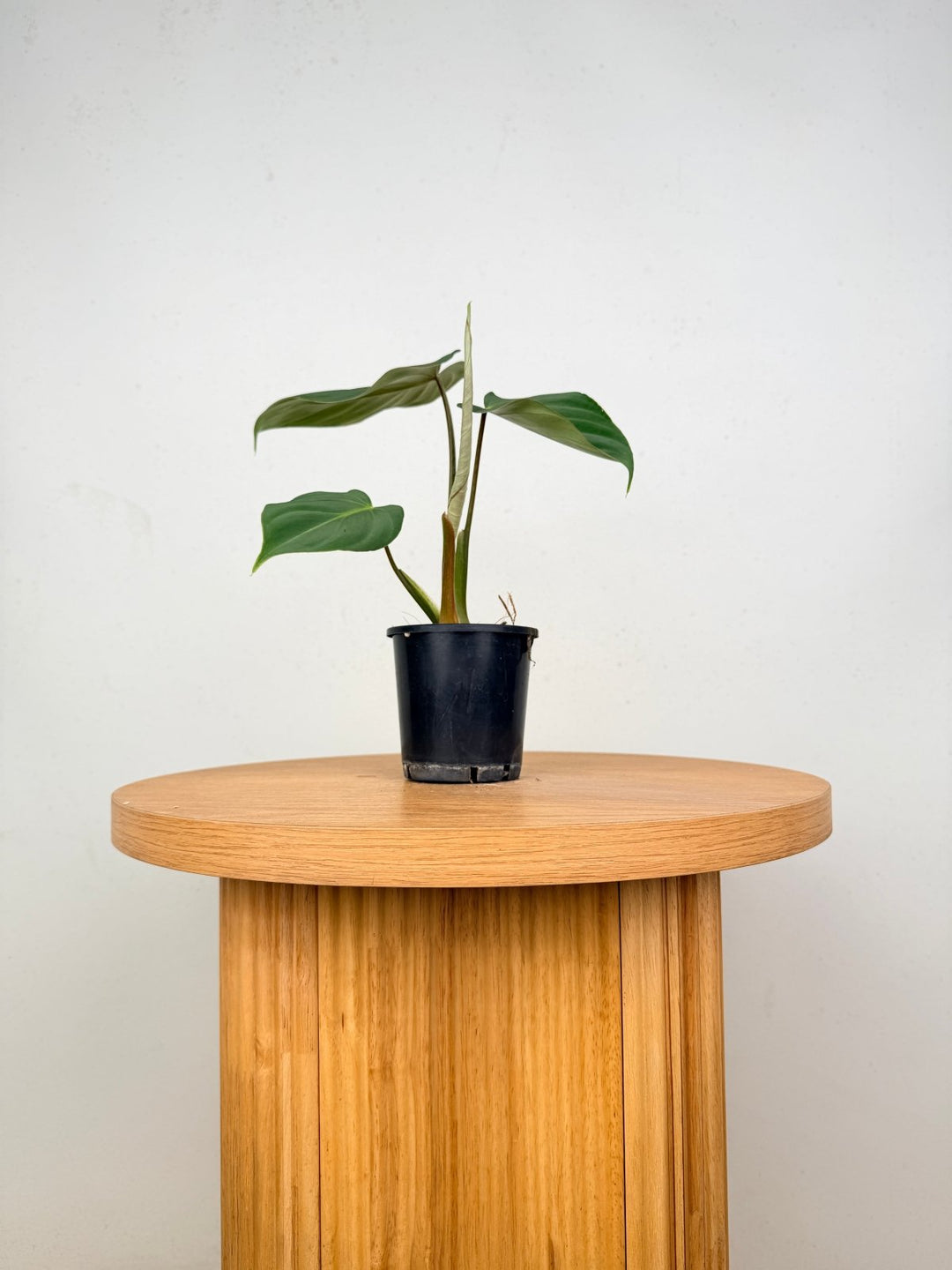 Philodendron Gloriosum - Dark Form | Uprooted