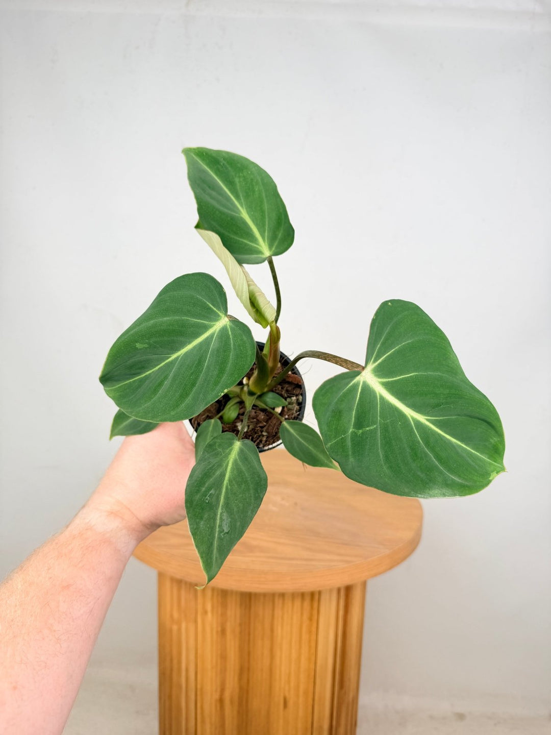 Philodendron Gloriosum - Dark Form | Uprooted