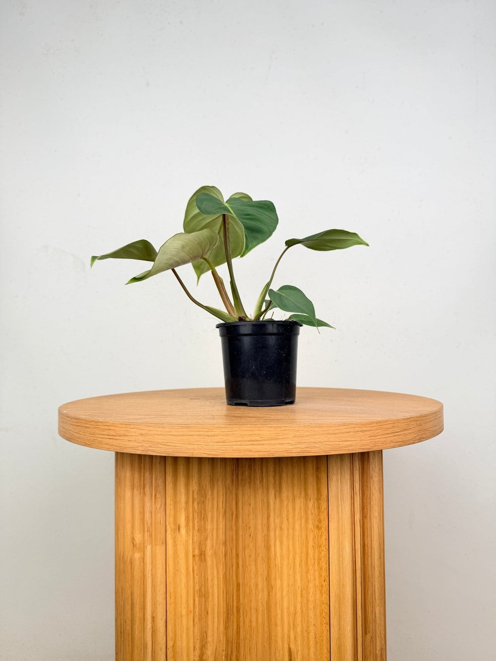 Philodendron Gloriosum - Dark Form | Uprooted