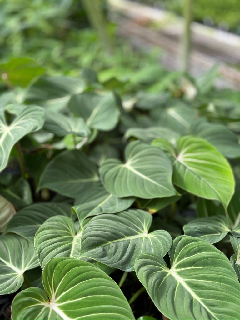 philodendron gloriosum for sale australia Philodendron Gloriosum | Uprooted