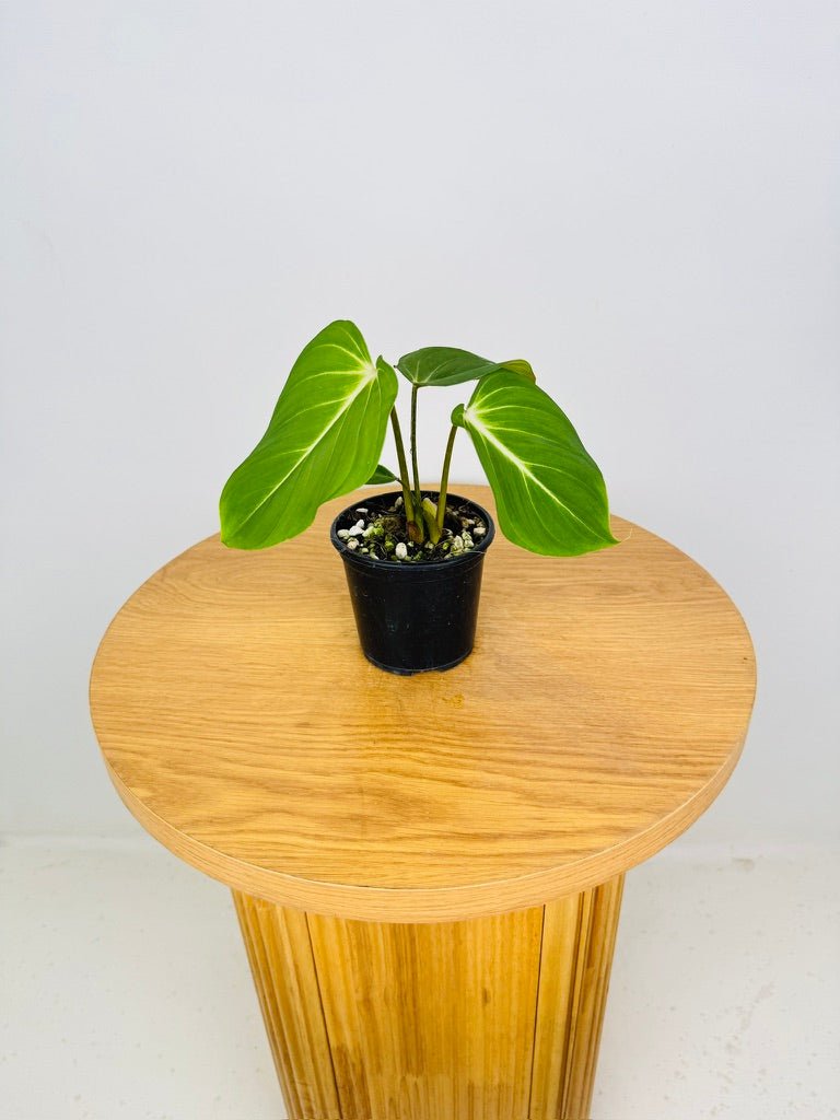 philodendron gloriosum australia Philodendron Gloriosum | Uprooted