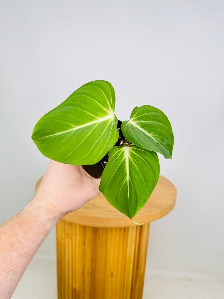 philodendron gloriosum baby Philodendron Gloriosum | Uprooted