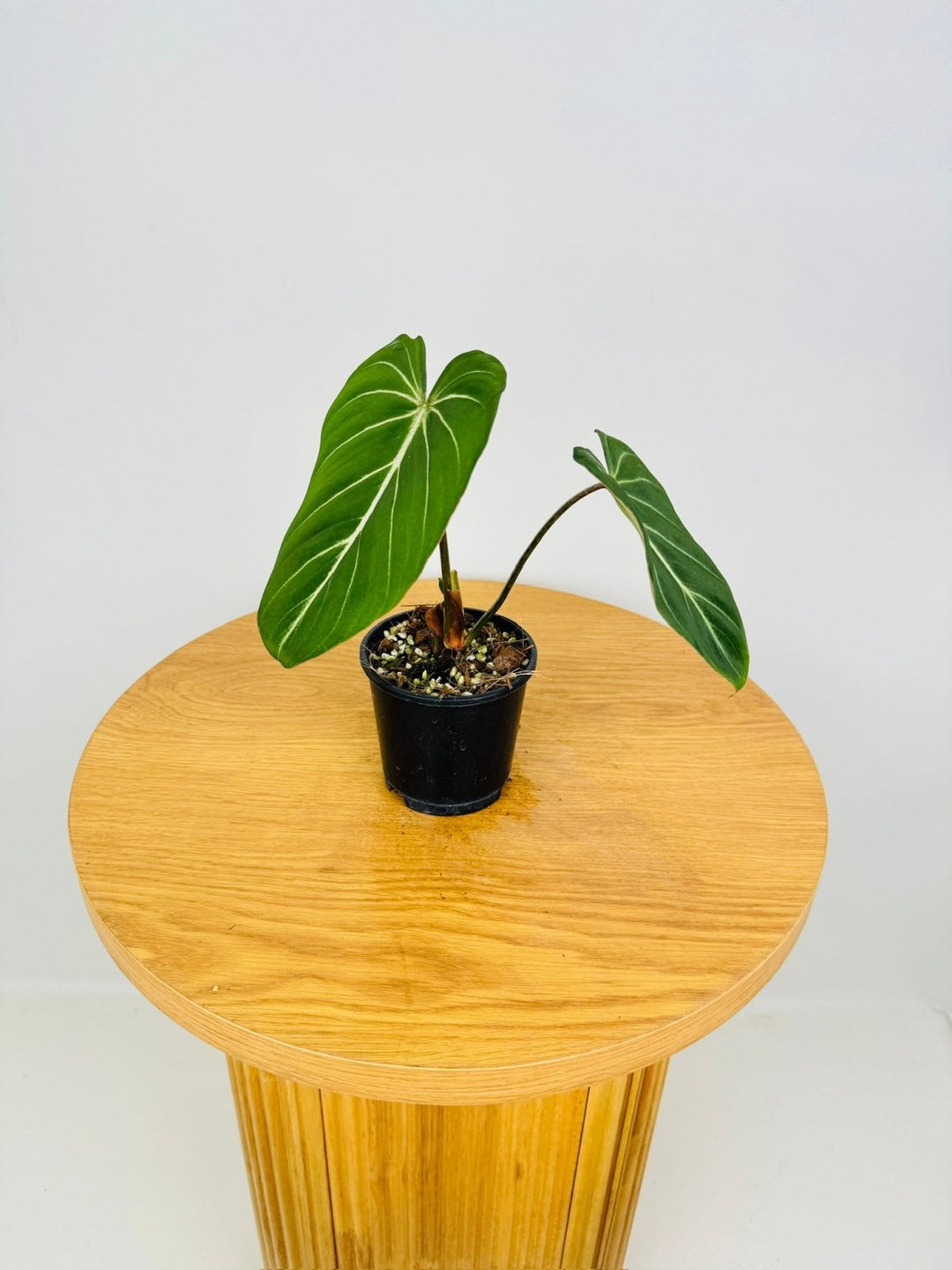 philodendron gloriosum reddit Philodendron Gloriosum "White Vein" | Uprooted