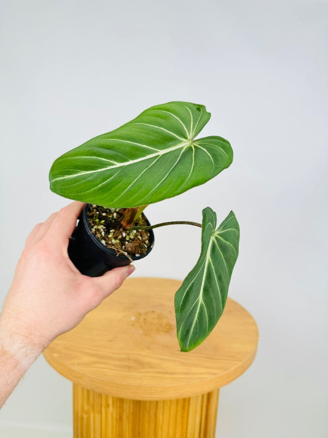 philodendron gloriosum platinum Philodendron Gloriosum "White Vein" | Uprooted