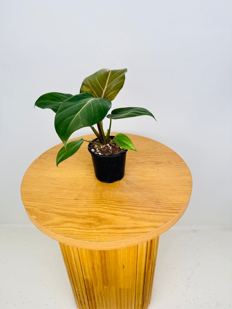 philodendron gloriosum x mccolley Philodendron Gloriosum X McColley's - Summer Glory | Uprooted