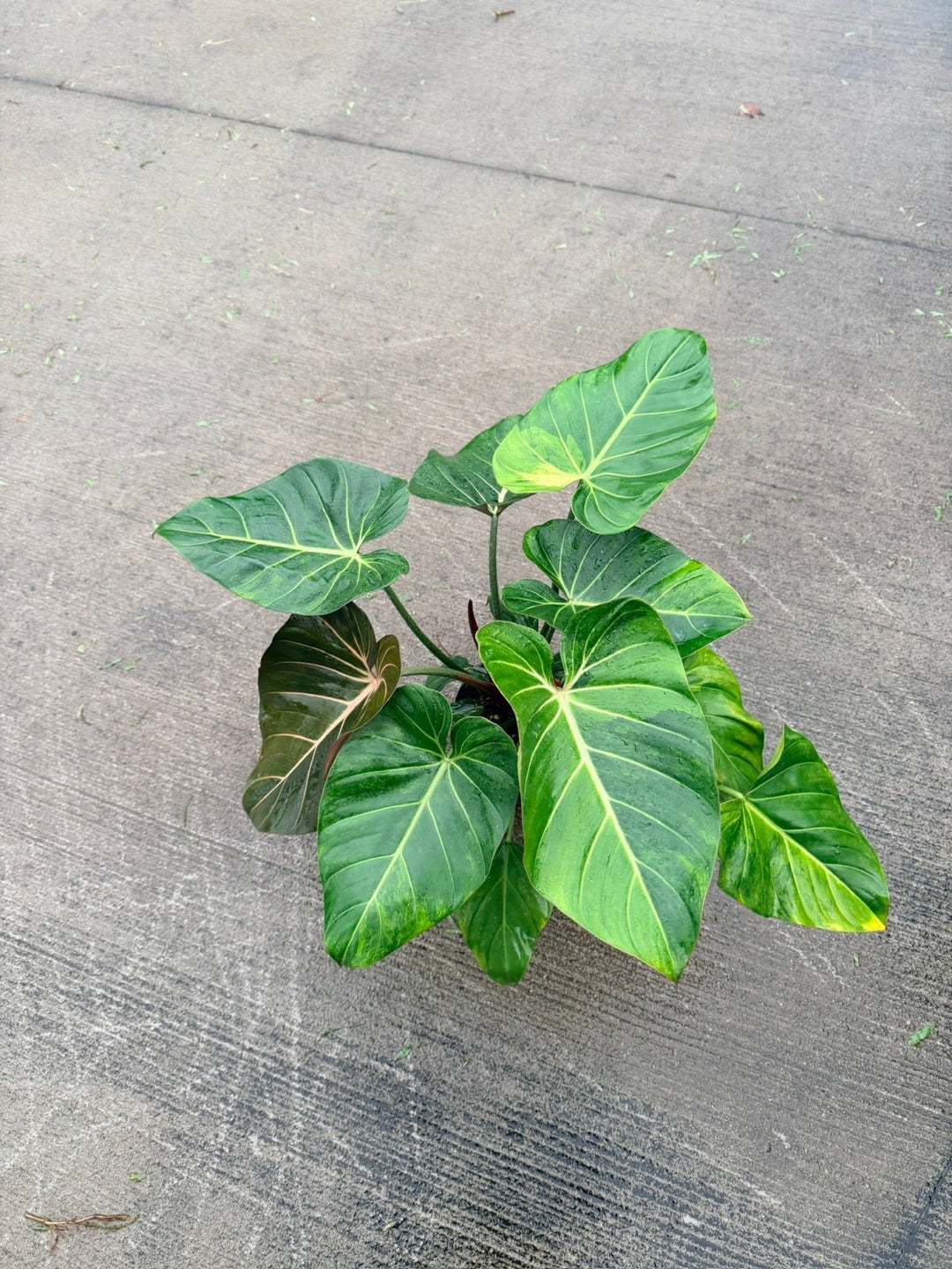 Philodendron Gloriosum X McColley's - Summer Glory Variegata | Uprooted
